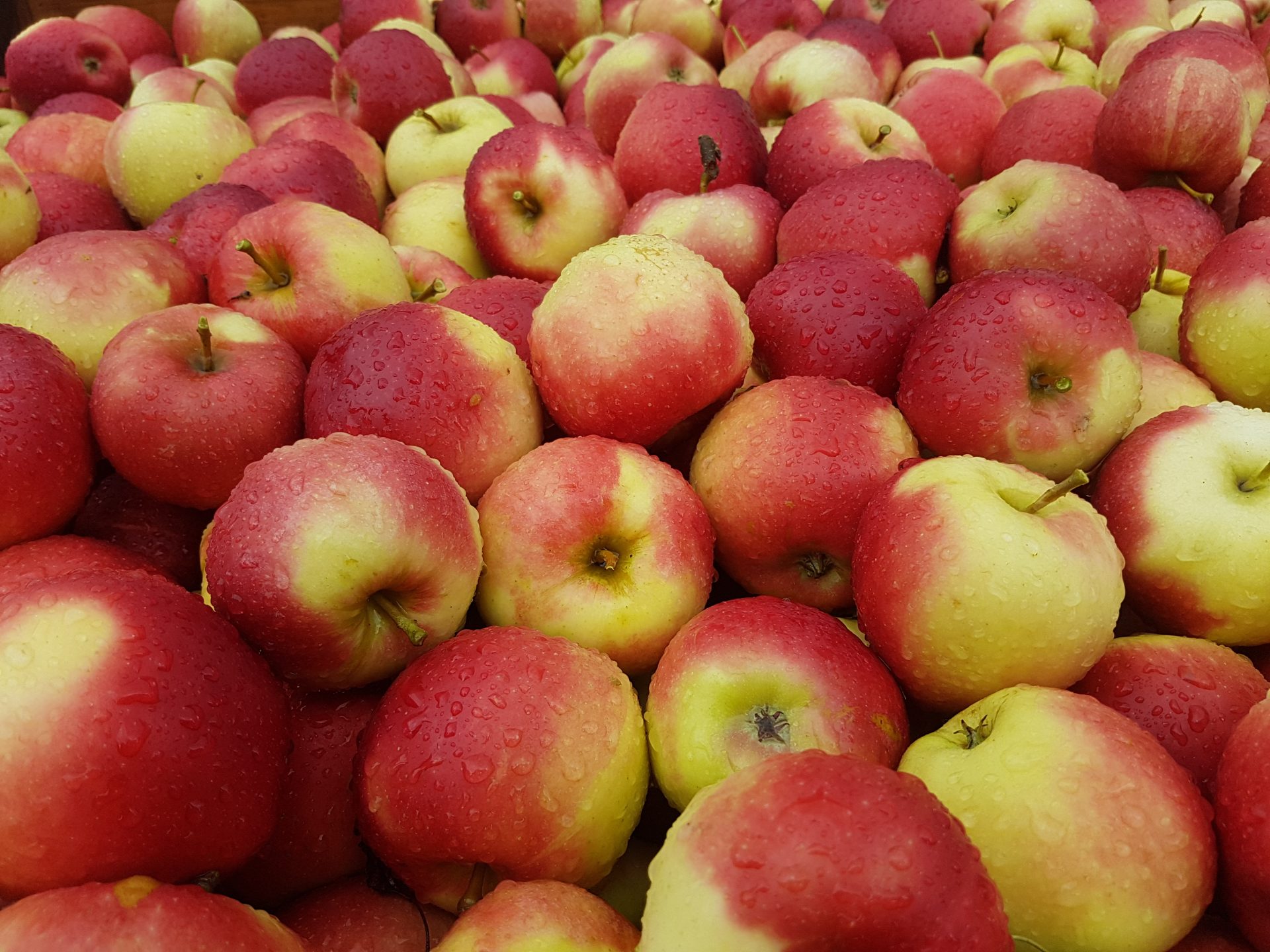 Äpfel in verschiedenen Farben
