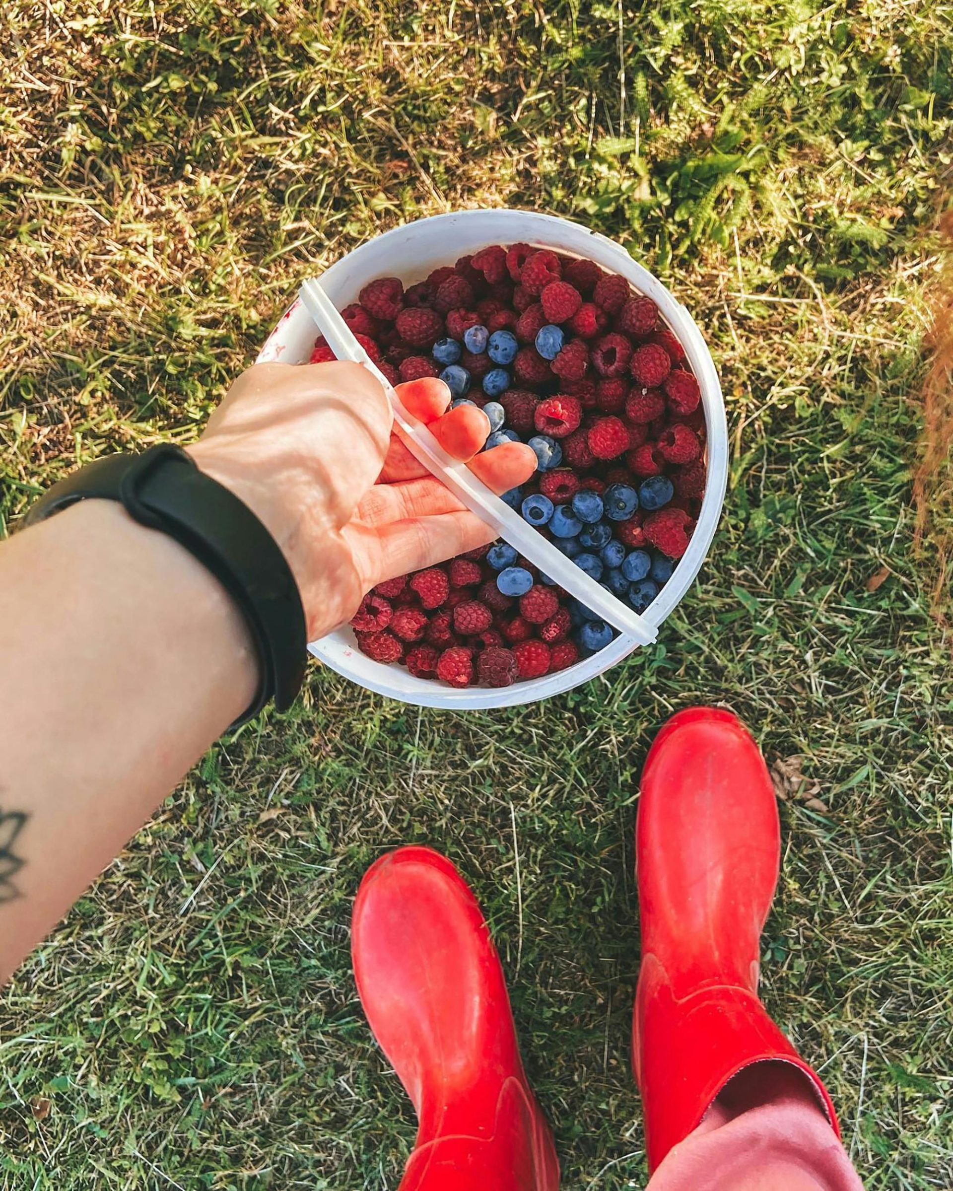 Draufsicht auf frische Himbeeren und Blaubeeren in einem Eimer, der von einer Person mit roten Gummistiefeln gehalten wird.