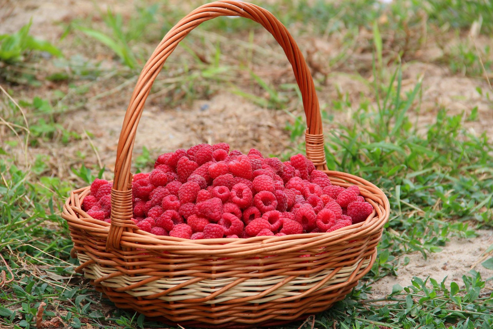 Nahaufnahme eines Eimers mit frischen Himbeeren, die ihre leuchtende Farbe und ihren natürlichen Reiz zur Geltung bringt.