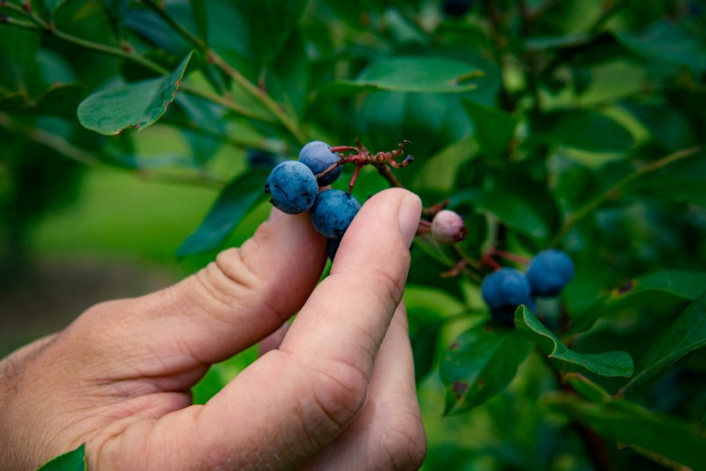 Eine Hand pflückt sanft reife Blaubeeren von einem Strauch in üppig grüner Umgebung und unterstreicht damit die natürliche Frische.