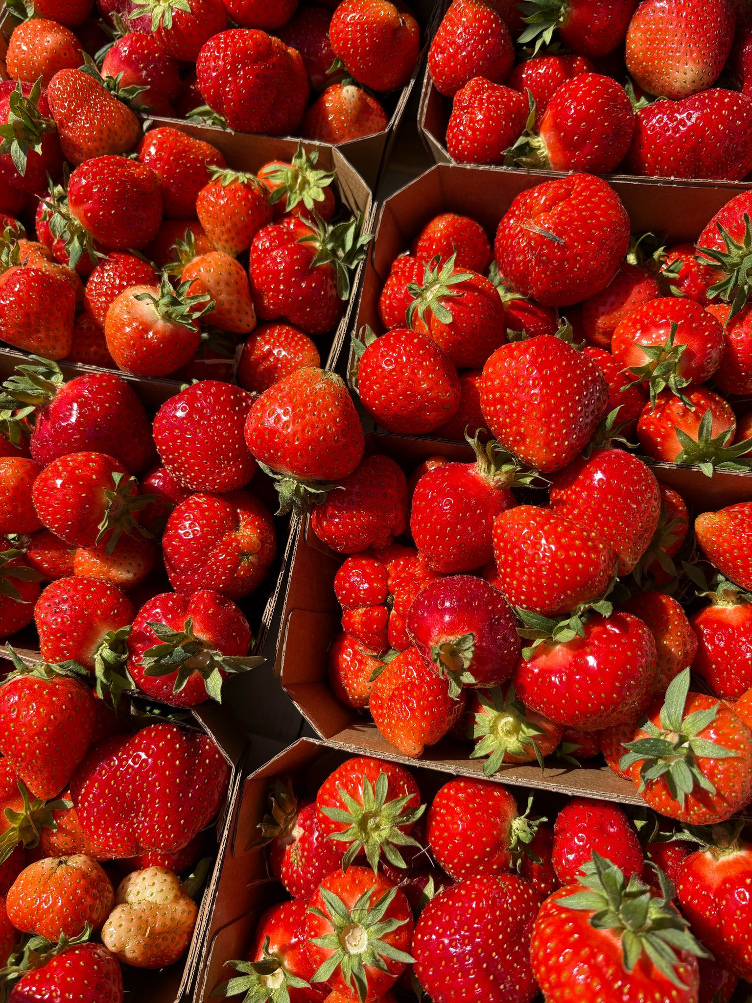 Frische, rote Erdbeeren in Körben